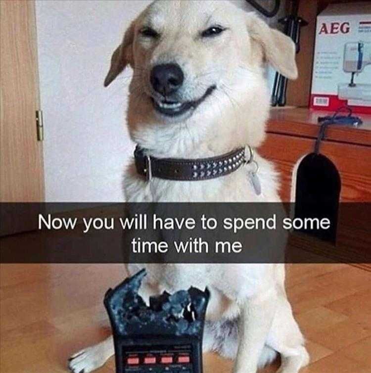 Hysterical Animal Memes Dog Means To Chew Tv Remote