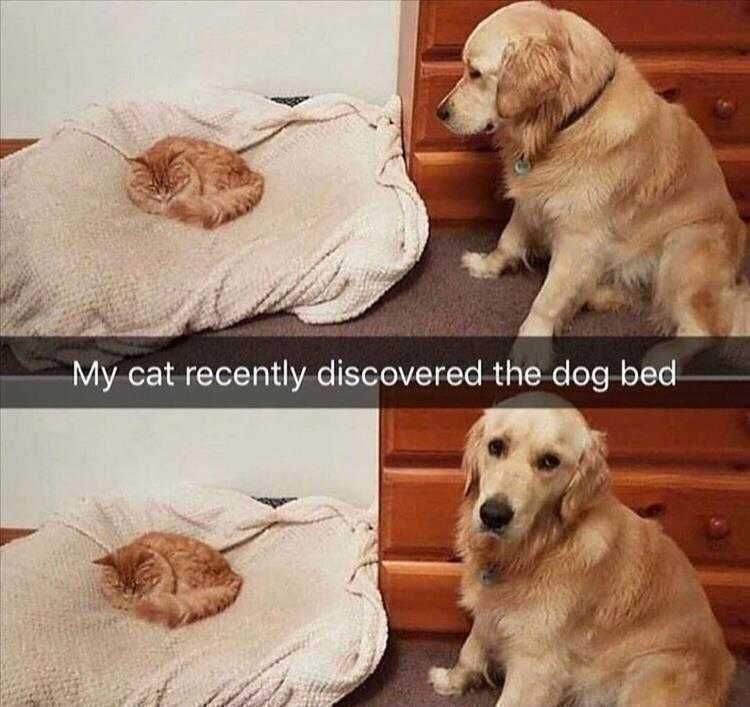 Hysterical Animal Memes Dogs Are Too Nice
