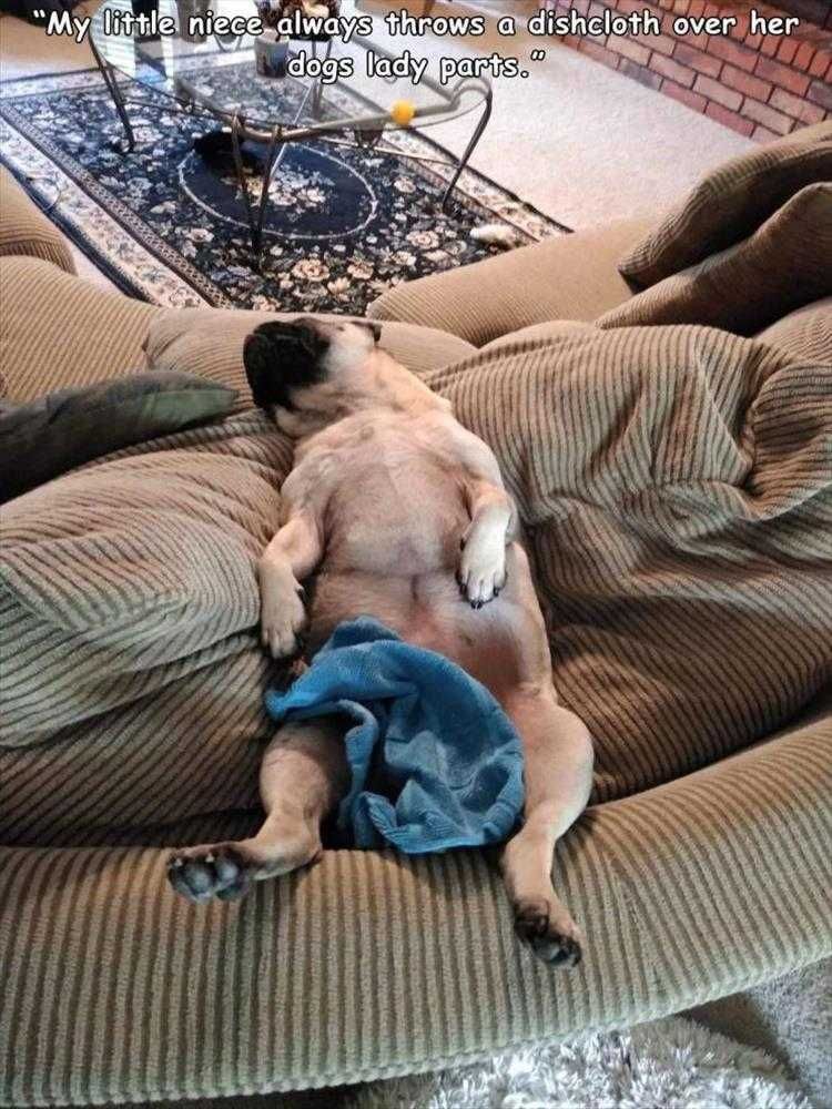 Hysterical Animal Memes Dog Decency