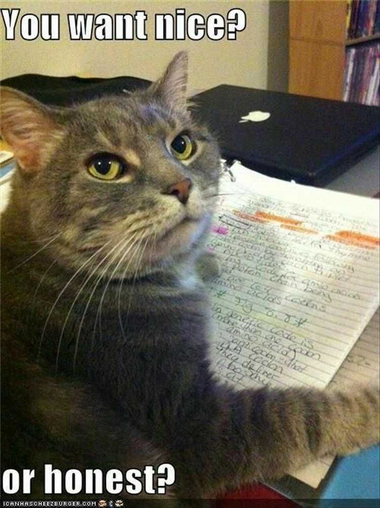 Hysterical Pet Memes Nice Or Honest