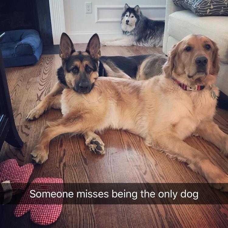 Hysterical Pet Meme Feeling Left Out