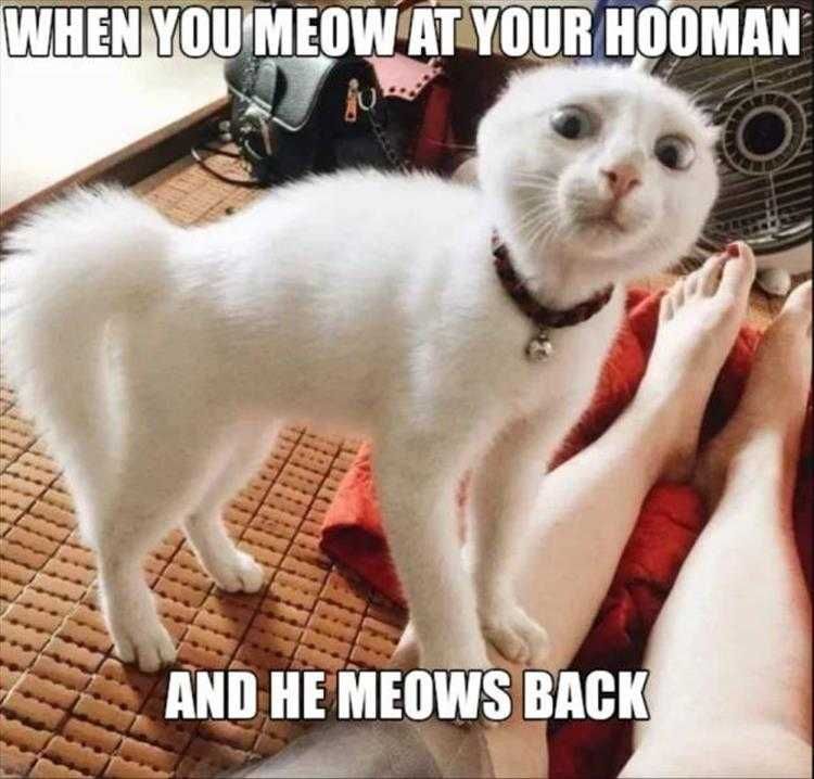 Hysterical Pet Memes That Was An Inappropriate Meow