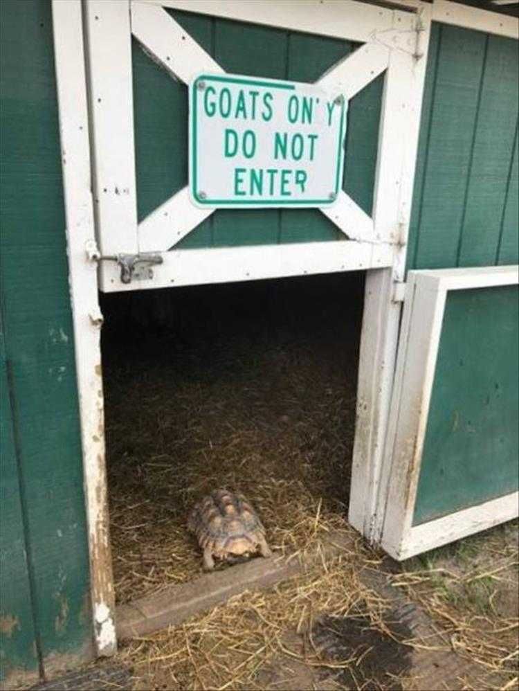 Hysterical Animal Memes Wayward Tortoise