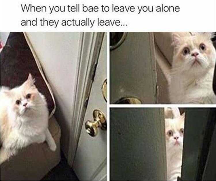 Hysterical Cat Memes Leaving Alone
