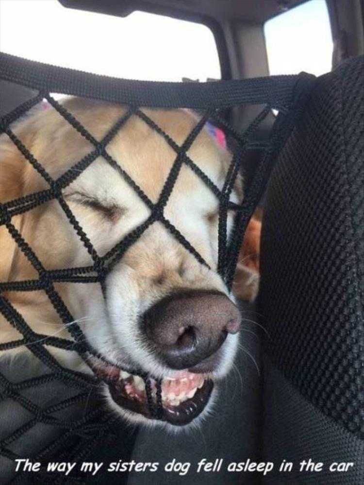 Hysterical Animal Memes Dreaming Of Freedom