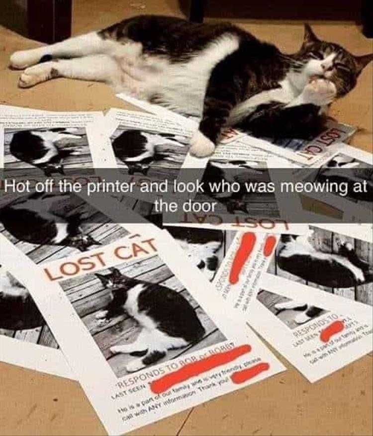 Hysterical Animal Memes Return Of The Prodigal Cat