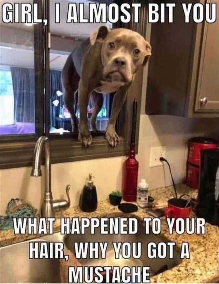 Hysterical Animal Memes Bad Guard Dog