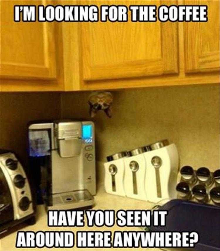 Hysterical Animal Memes Search For Coffee