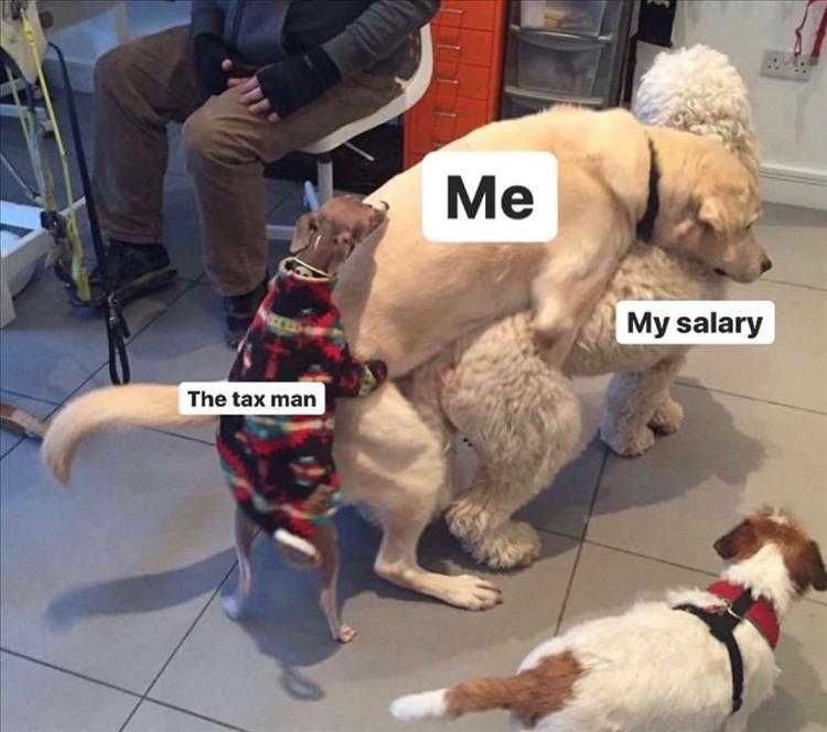 Hysterical Pet Memes Menage A Trois