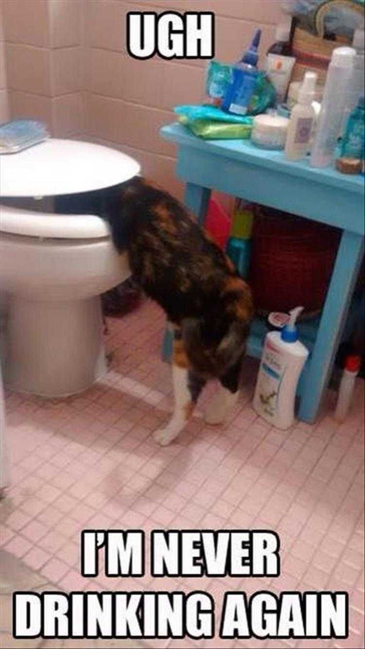 Hysterical Cat Memes Drinking Problem