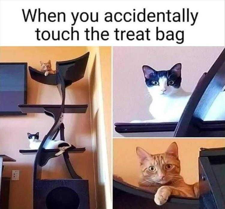 Funniest Animal Memes Ever Magical Plastic Rustling
