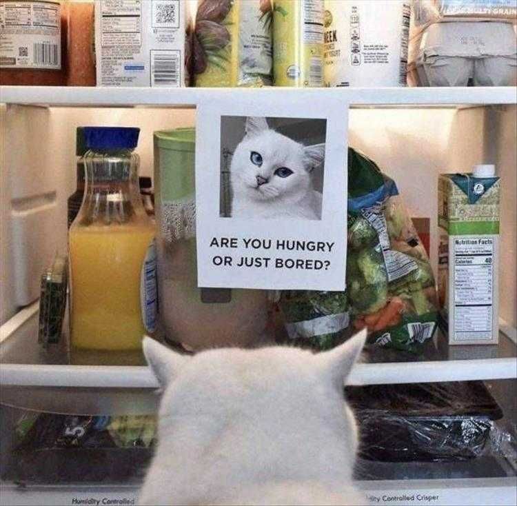 Funniest Pet Memes Ever Moment Of Reflection