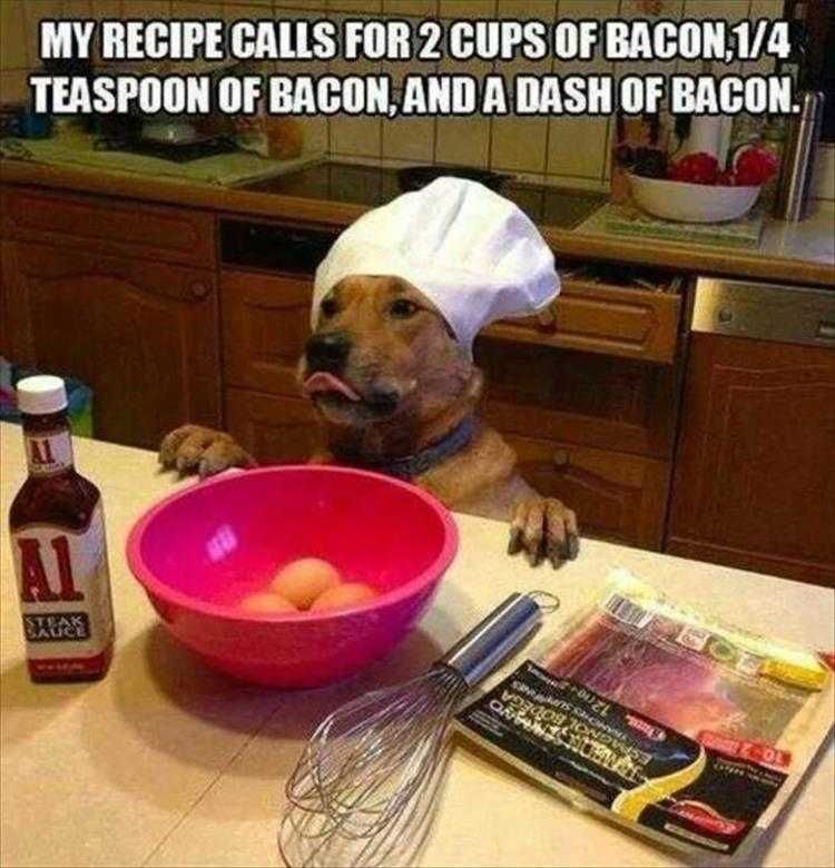 Funniest Animal Memes Ever Just Bacon
