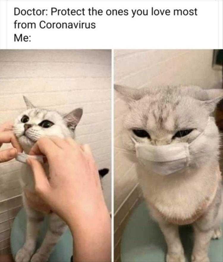 Funniest Pet Memes Ever Cat Corona