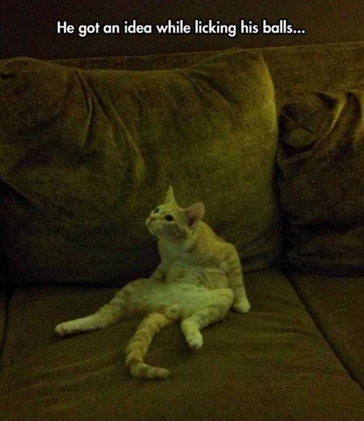 Funniest Pet Memes Ever Eureka