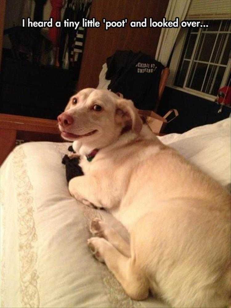 Funniest Pet Meme Ever Poot