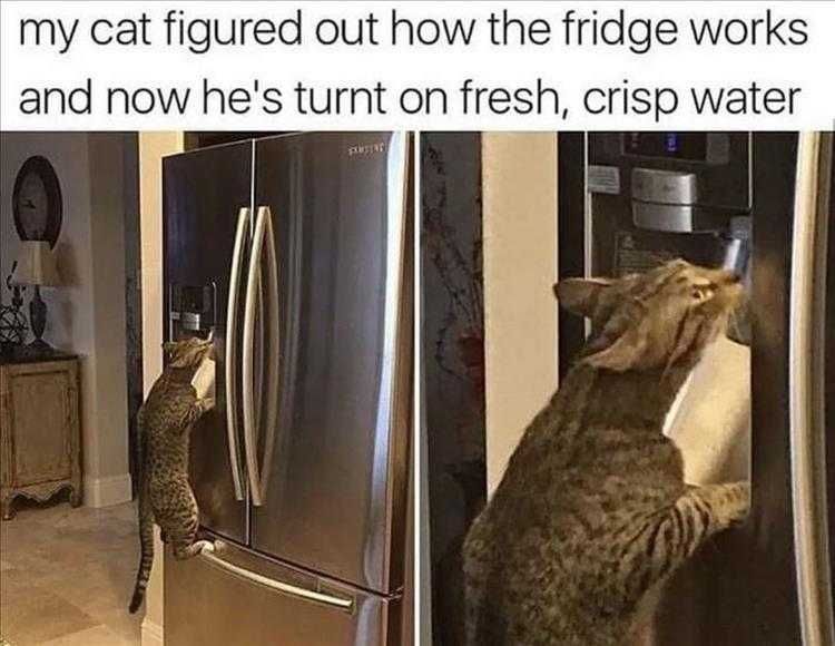 Funniest Pet Meme Ever Endless Water