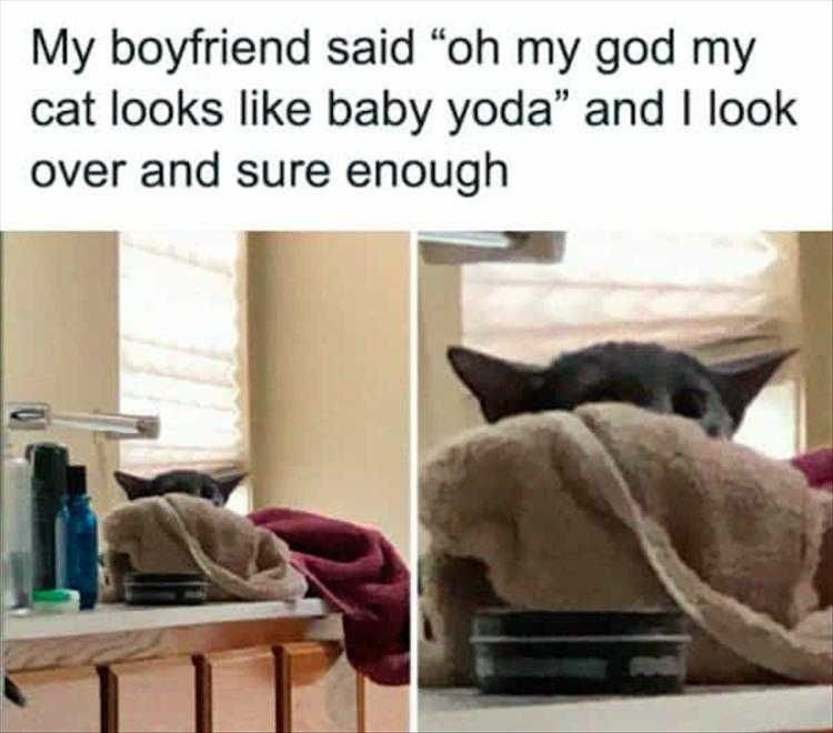 Hilarious Animal Photos With Captions Baby Yoda Lookalike