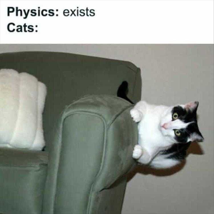 Hilarious Animal Photos With Captions Physics