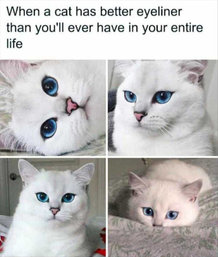 Hilarious Animal Photos With Captions Natural Eye Liner
