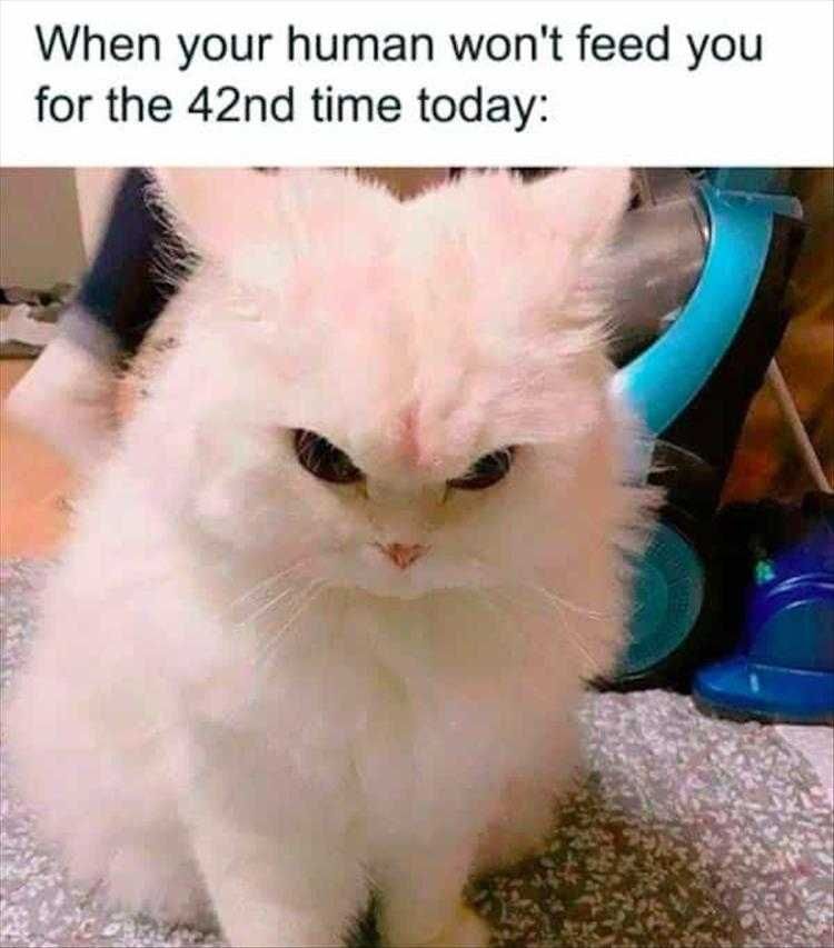 Hilarious Animal Photos With Caption Feed Me