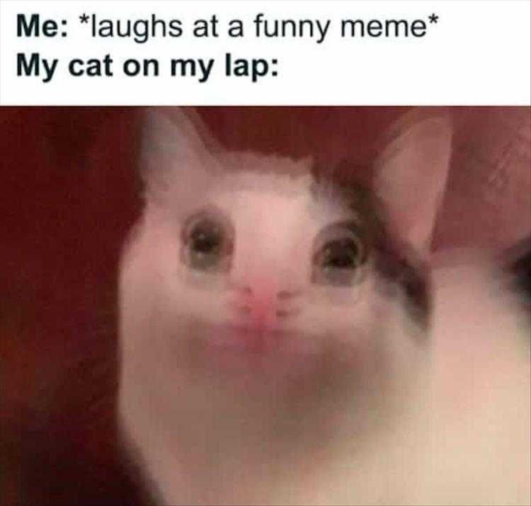 Funny Animal Photos With Captions Laugh Quake