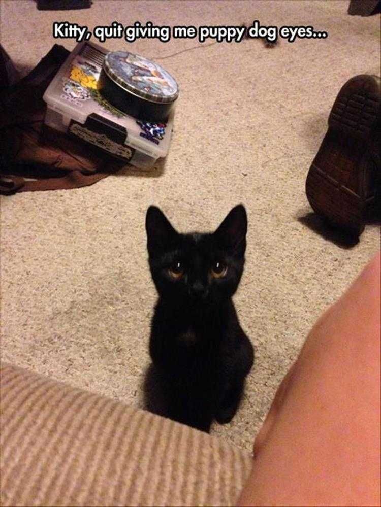 Funny Animal Photos With Captions Kitten Puppy Eyes