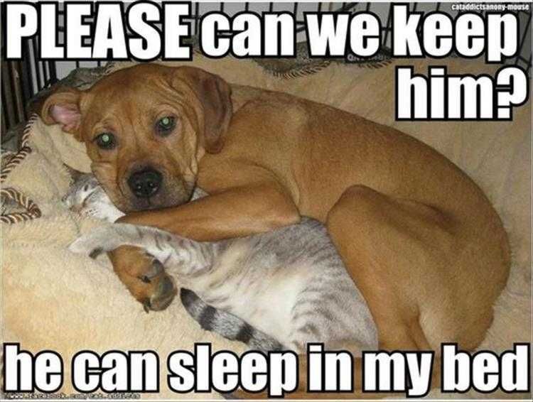Funny Animal Photos With Captions Best Friends