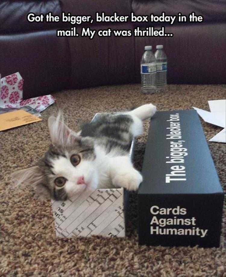 Funny Animal Photos With Captions Box Kitten