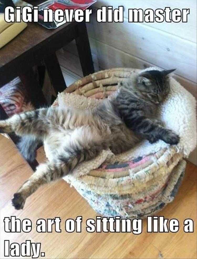Funny Animal Photos With Captions Lady Like
