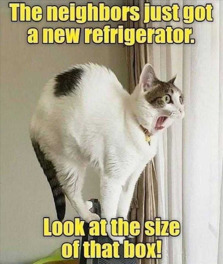 Funny Animal Photos With Captions Box Shock