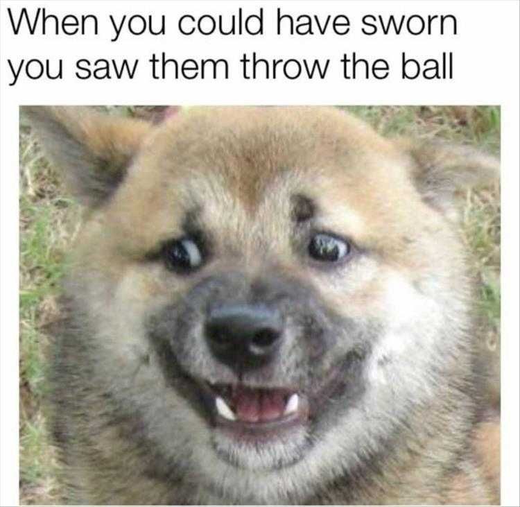 Funny Animal Photos With Captions Fell For It
