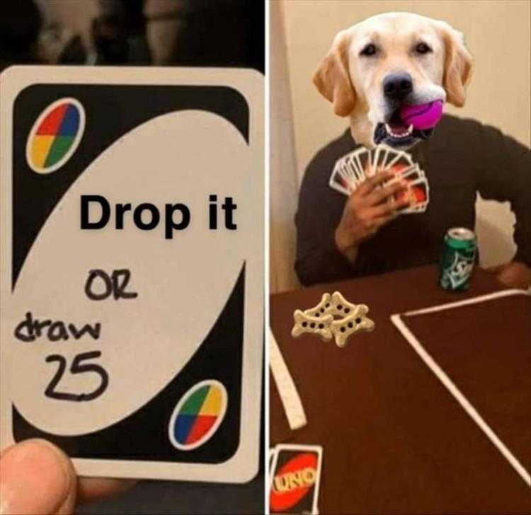Funny Animal Photos With Captions Not Dropping