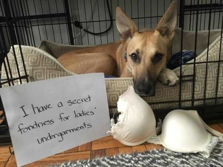 Funny Animal Photos With Captions Shaming No Shame