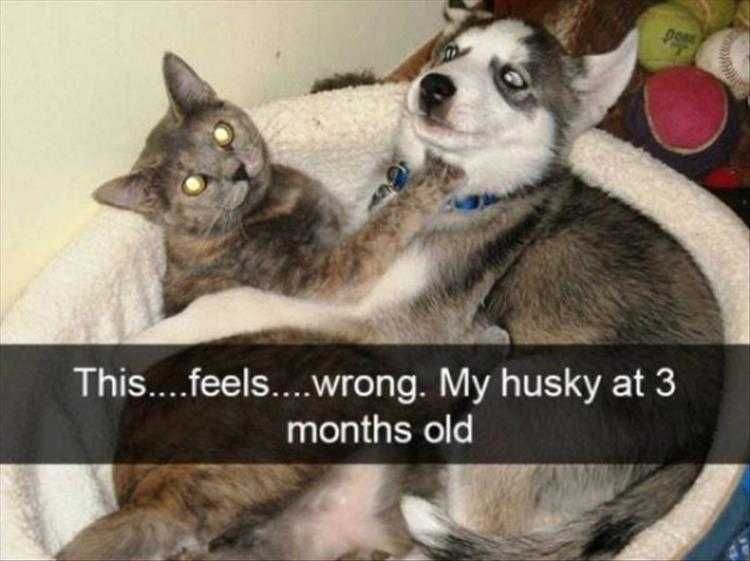 Funny Animal Photos With Captions Identity Confusion