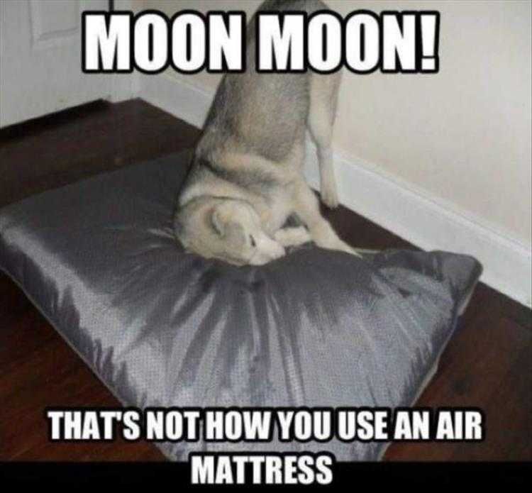 Funny Animal Photos With Captions Moon