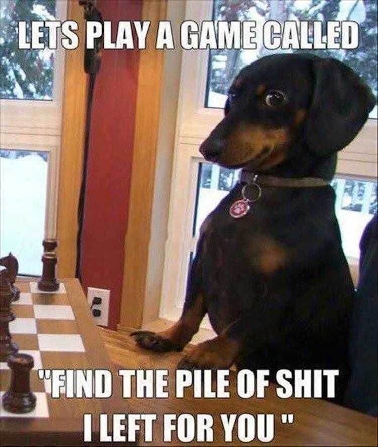Funny Animal Photos With Captions Check Mate