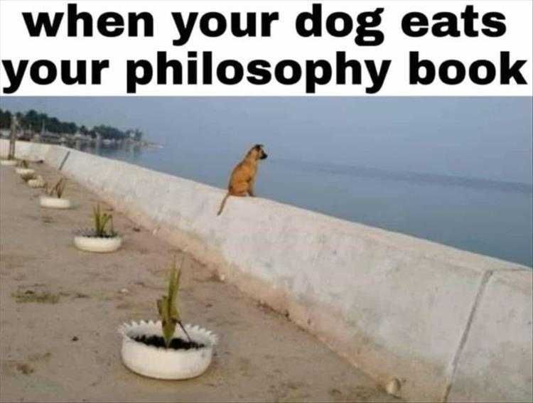 Funny Animal Photos With Captions The Thinker