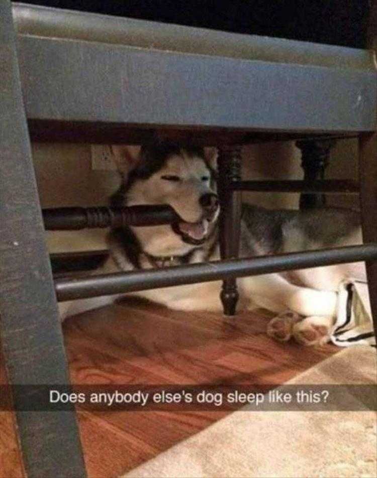 Funny Animal Photos With Captions Dreaming Of Bones