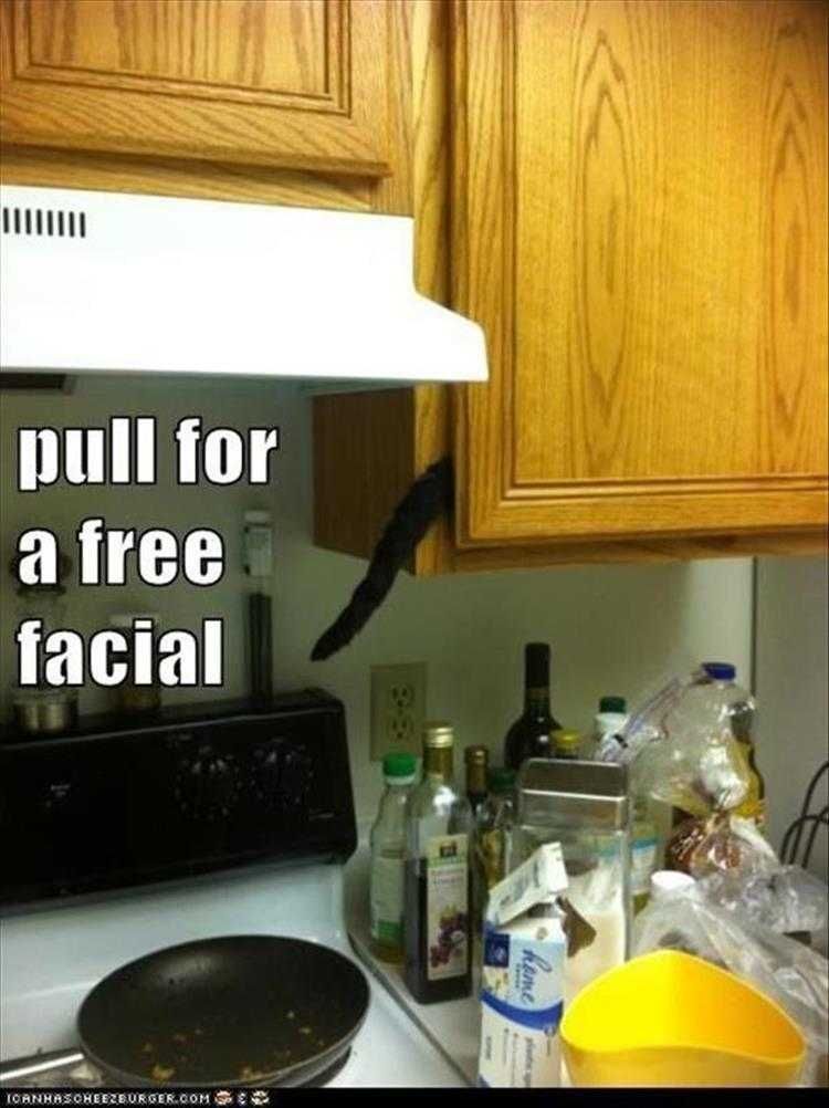 Funny Animal Photos With Captions Free Facial