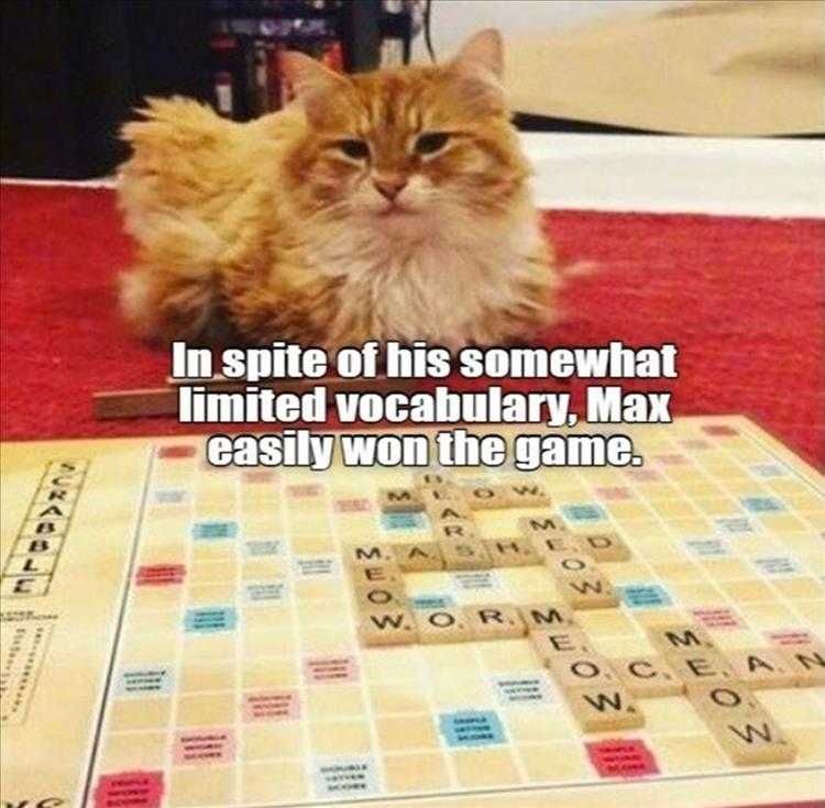 Hysterical Animal Photos With Captions Meow