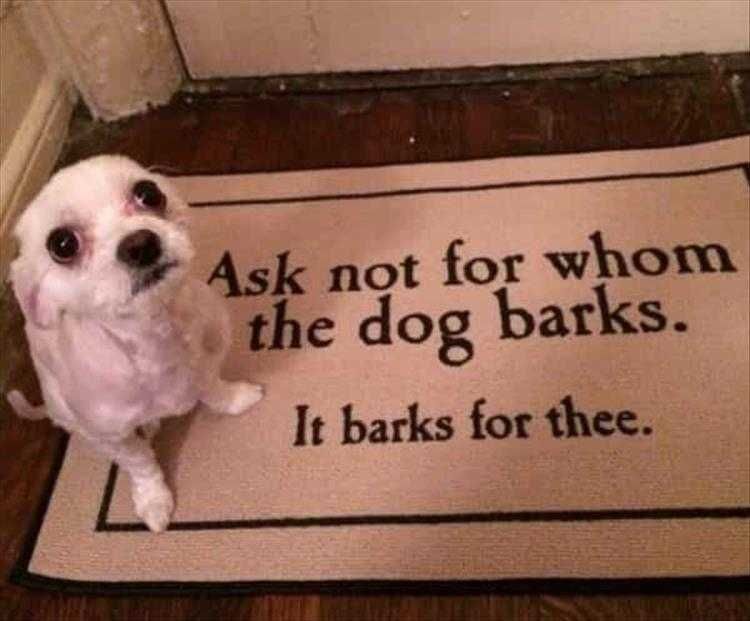 Hysterical Animal Photos With Captions Royal Barkness