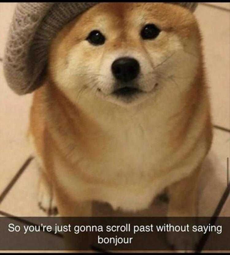 Hysterical Animal Photos With Captions Bonjour