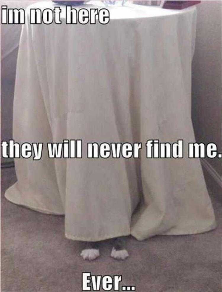 Hysterical Animal Photos With Captions Camouflage