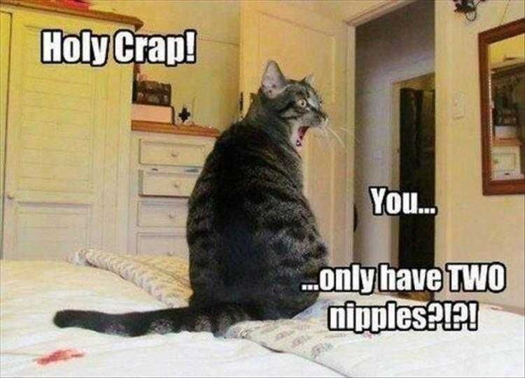 Hysterical Animal Photos With Captions Nipply Challenged
