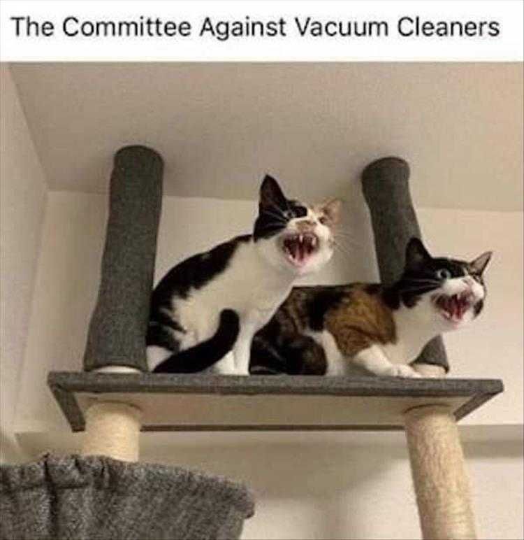Humorous Animal Pictures Witchcraft!