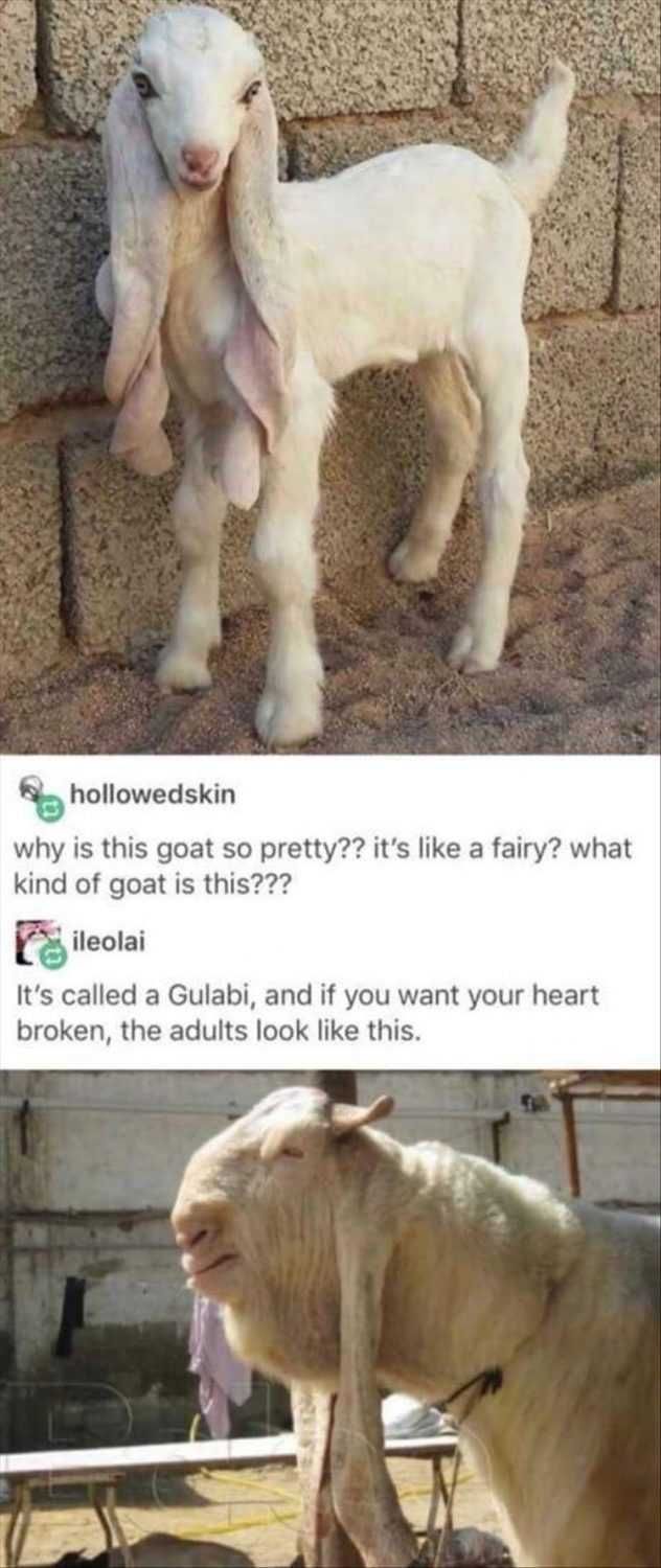 Humorous Animal Pictures Doesn'T Age Well
