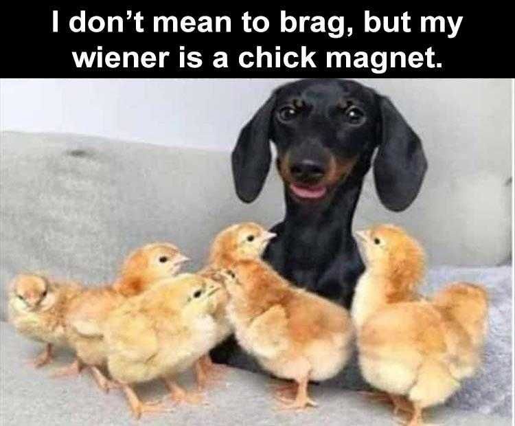 Humorous Animal Pics Chick Magnet