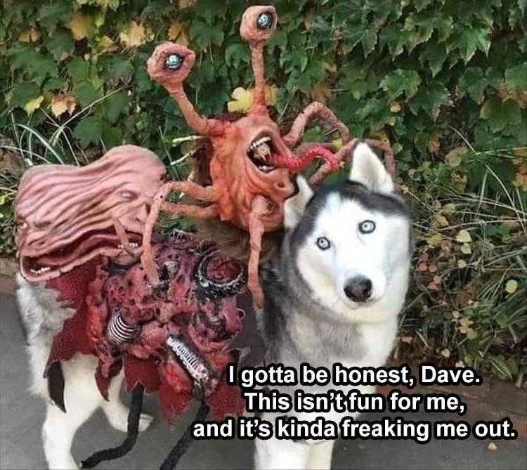 Humorous Animal Pics Costume So Scary The Wearer Is Worried