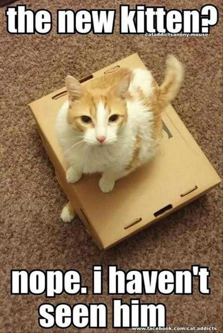 Humourous Pet Pics Nothing To See Here